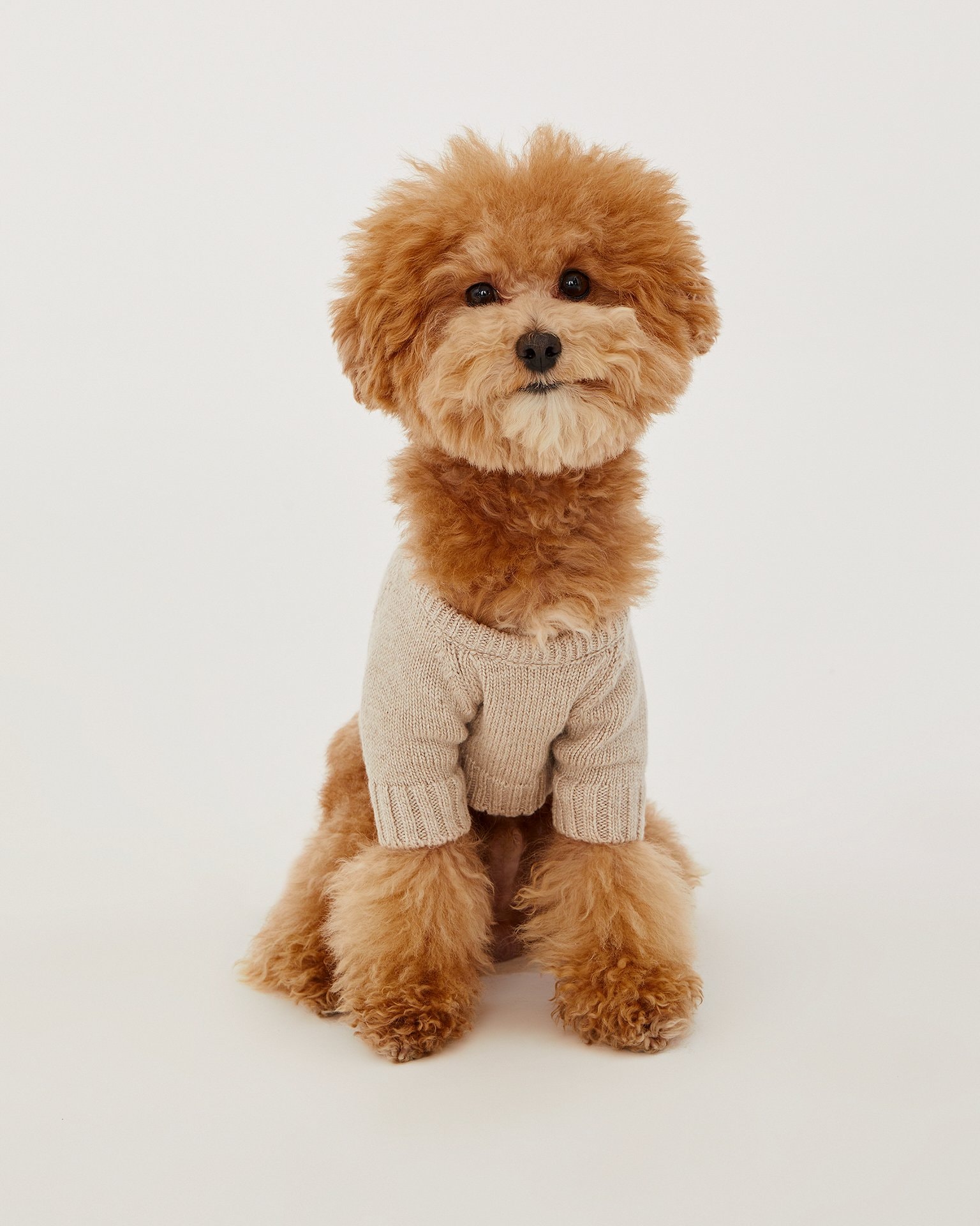 Dog jumper, Beige — photo 4